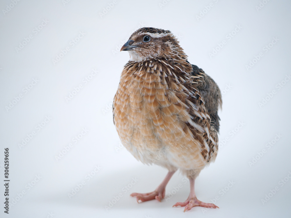 Fototapeta premium Portrait of a quail on a white background
