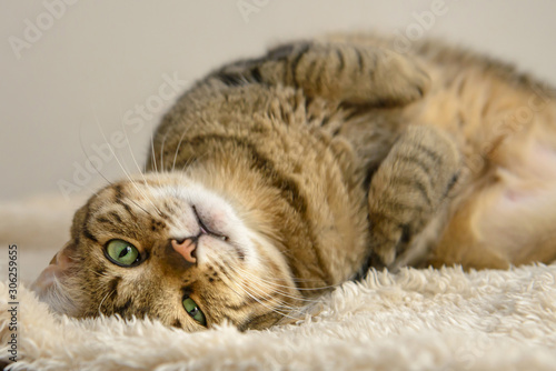 lazy cat lying on the carpet