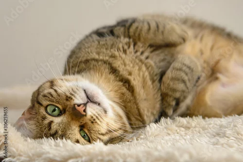 Fototapeta lazy cat lying on the carpet