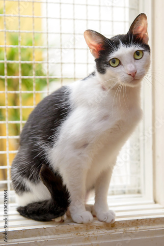 black and white cat sitting on window with grid