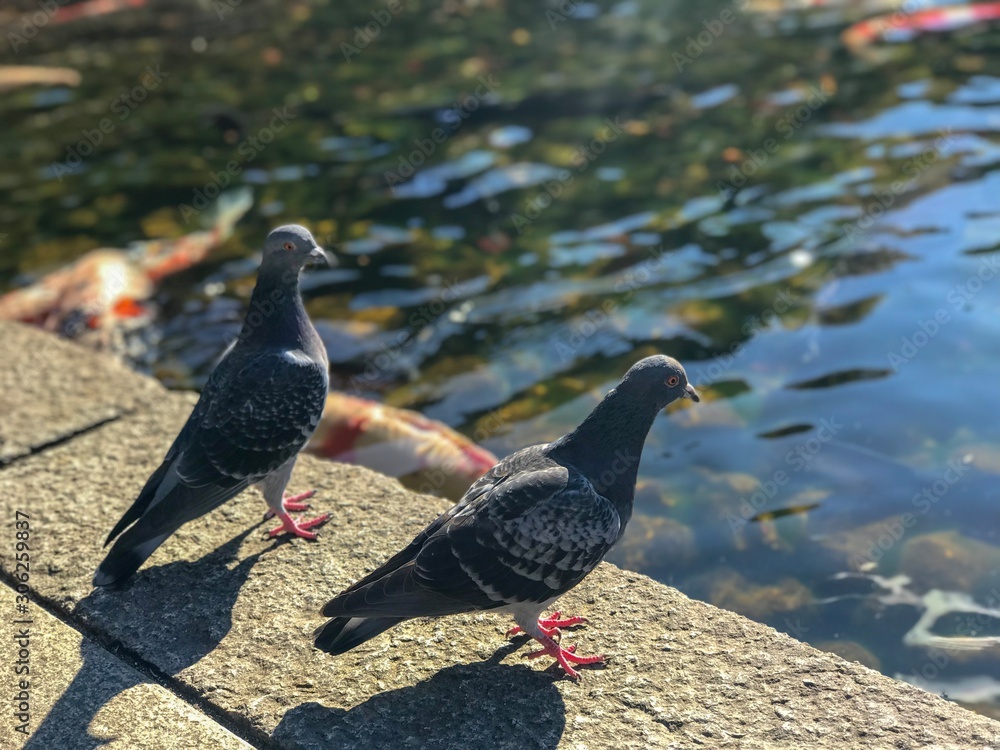 Obraz premium ハト