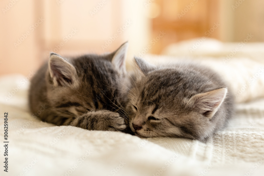 Cute tabby kitten sleeping hugging kissing on white paid at home. Newborn kitten Baby cat Kid animal and cat concept. Domestic animal Home pet Cozy home cat kitten Love.