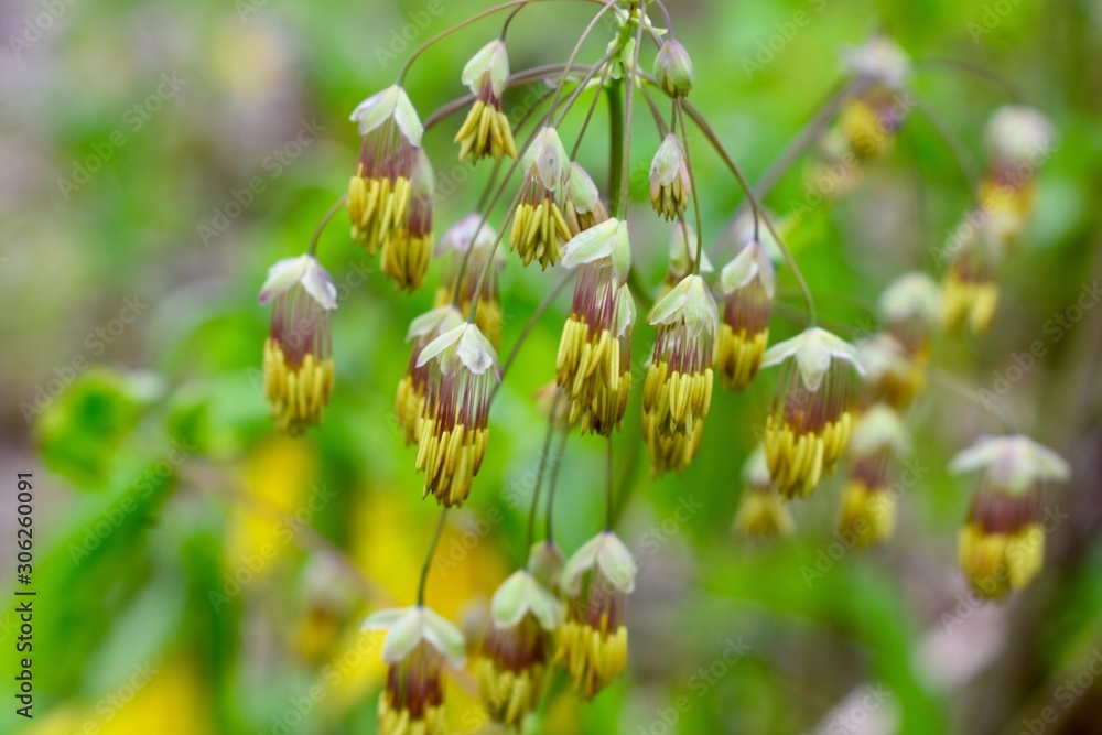 Yellow, red and white flowers in the wild Yellow, red and white flowers in the wild