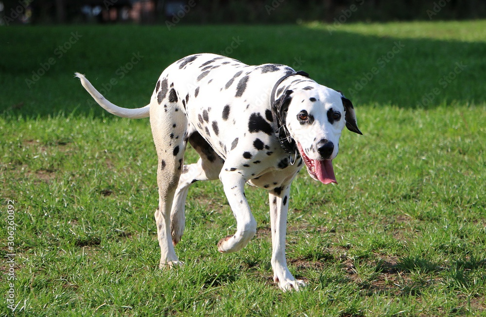 beautiful dalmatian dog is walking in the garden beautiful dalmatian dog is walking in the garden
