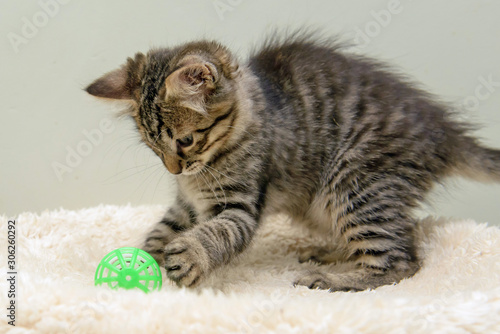 furry kitten playing with a ball