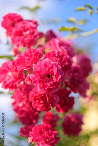 closeup of rose bush flower in garden