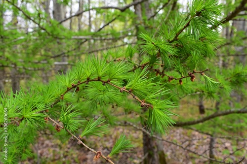 Needles of a tamarack pine tree Branch