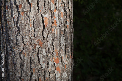 Detail of the texture of the bark of the trunk of a pine with copy space