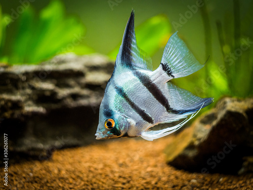 Zebra Angelfish in tank fish (Pterophyllum scalare) photo