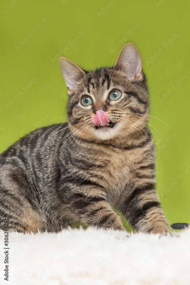 hungry cat on a green background,