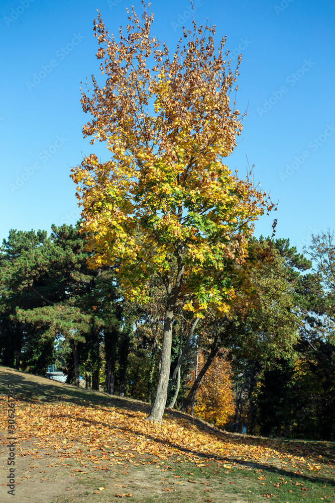 Autumn park in Balatonboglar