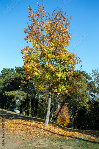 Fototapeta Naklejka Na Ścianę i Meble -  Autumn park in Balatonboglar
