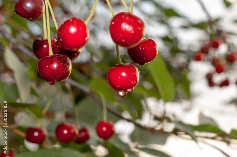 soft focus of red wet cherries raindrops on branch with green leaves on blurred backgroung and sky soft focus of red wet cherries raindrops on branch with green leaves on blurred backgroung and sky