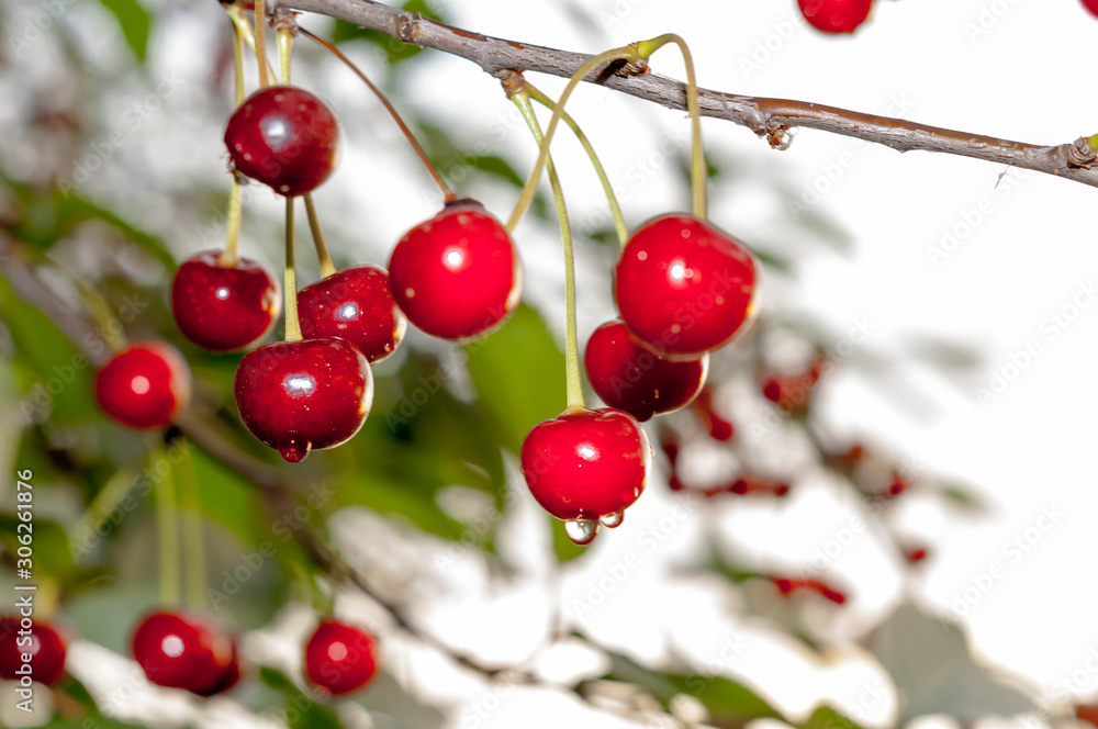 soft focus of red wet cherries with dew and raindrops on branch with green leaves on blurred backgroung and sky soft focus of red wet cherries with dew and raindrops on branch with green leaves on blurred backgroung and sky