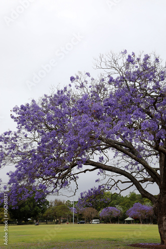 Vibrant purple jacaranda flowers on trees, Brisbane, Queensland, Australia