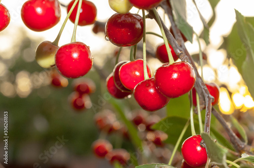 soft focus of red cherries on branch with green leaves on blurred backgroung and sky with sunlight