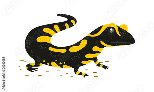 Salamander