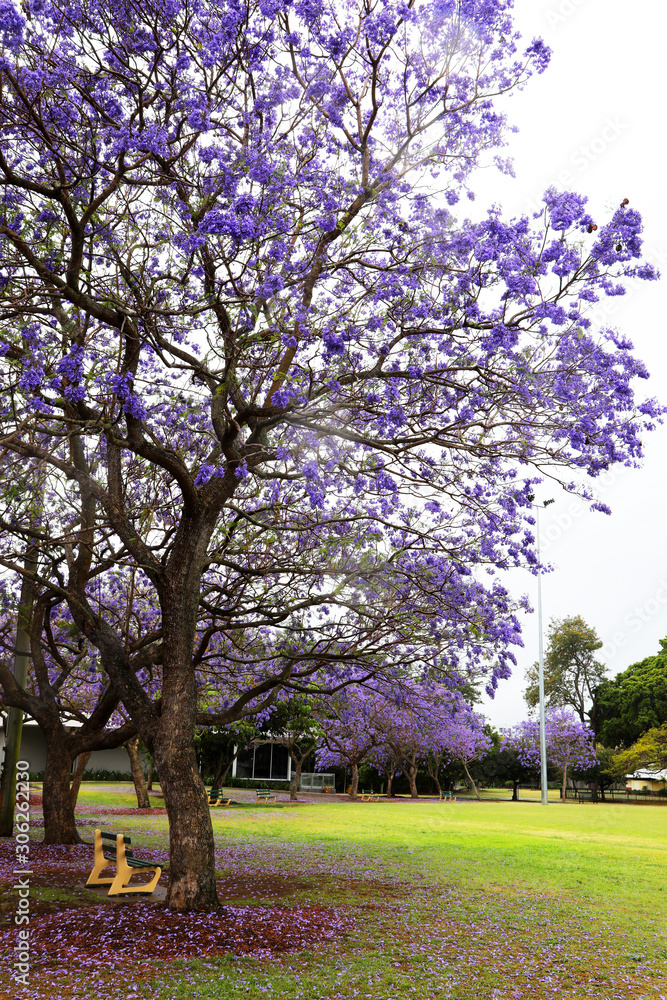 Fototapeta premium Vibrant purple jacaranda flowers on trees, Brisbane, Queensland, Australia