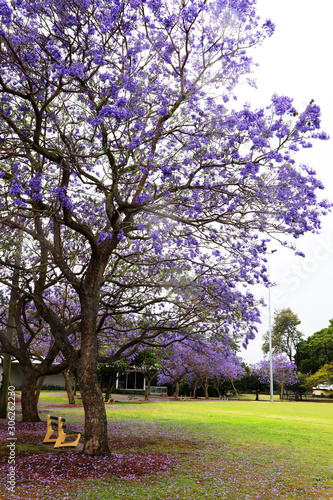 Vibrant purple jacaranda flowers on trees, Brisbane, Queensland, Australia