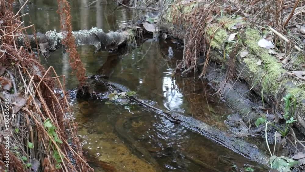 Beautiful green deciduous forest. A small moat and a small flowing stream in the middle of the forest. Beautiful green deciduous forest. A small moat and a small flowing stream in the middle of the forest.