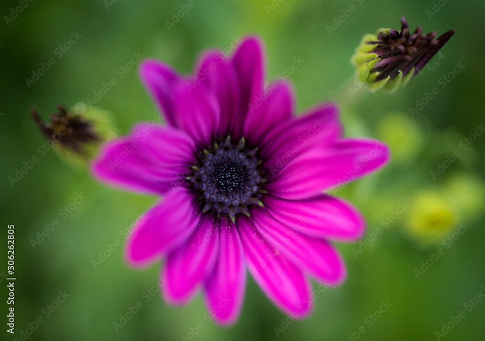 Fototapeta premium Blurry Purple Flower at green background