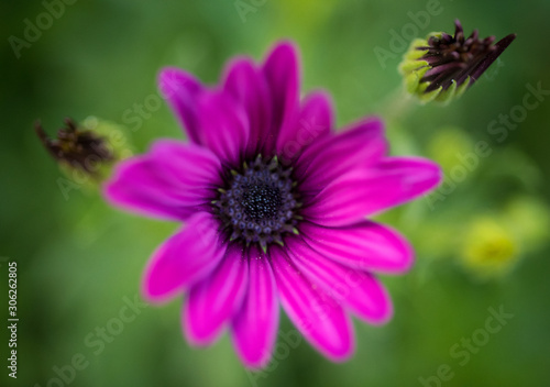 Blurry Purple Flower at green background