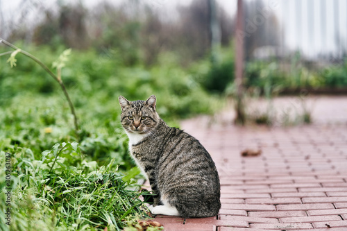The gray adult cat sits on the pavement