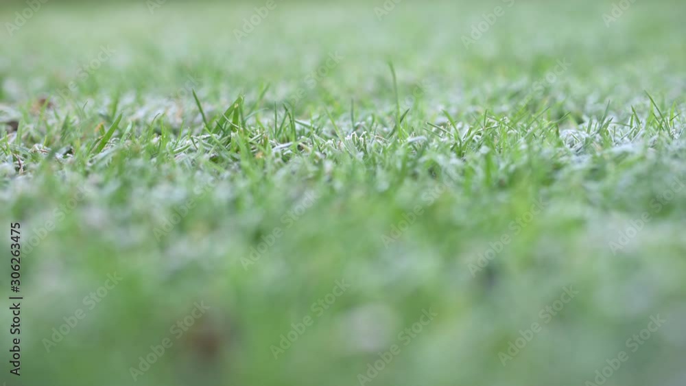 Winter. The first frost on the grass. The lawn is covered with frost.