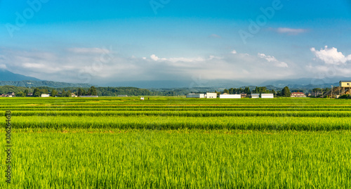 Panoramic view of Rice fields in Tsuruoka, Yamagata Prefecture, Japan