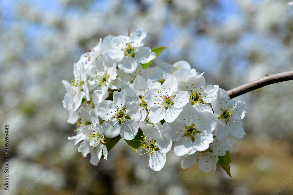 Obraz premium Pear flower in full bloom in spring