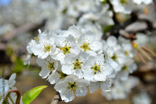 Pear flower in full bloom in spring