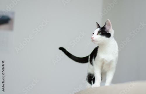 Curious cat watching at something © Elekes