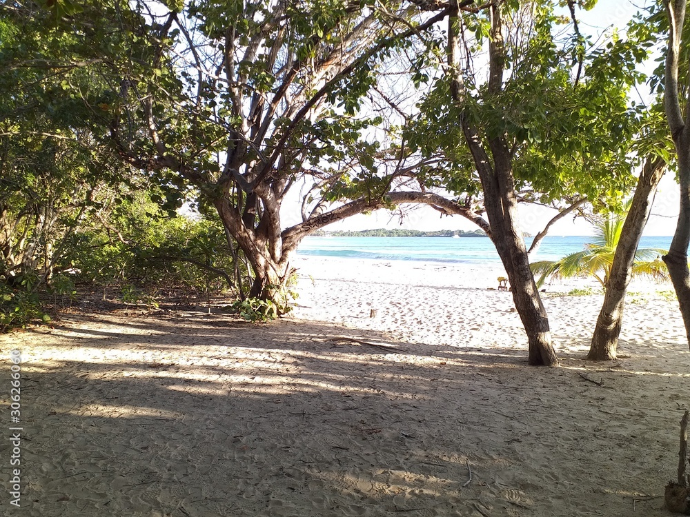 tree on the beach