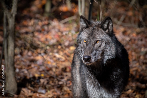 A black phase timber wolf closeup with his amber eyes shining in the sunlight