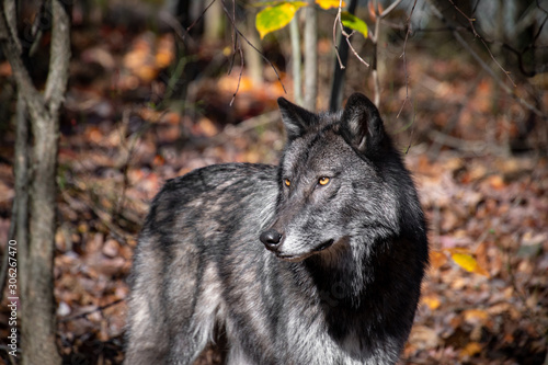 A black phase timber wolf closeup in the forest