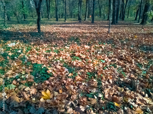 Sumice, Vozdovac, Belgrade, Serbia - november 25th, 2019: view at the lawn among the trees covered with autumn leaves