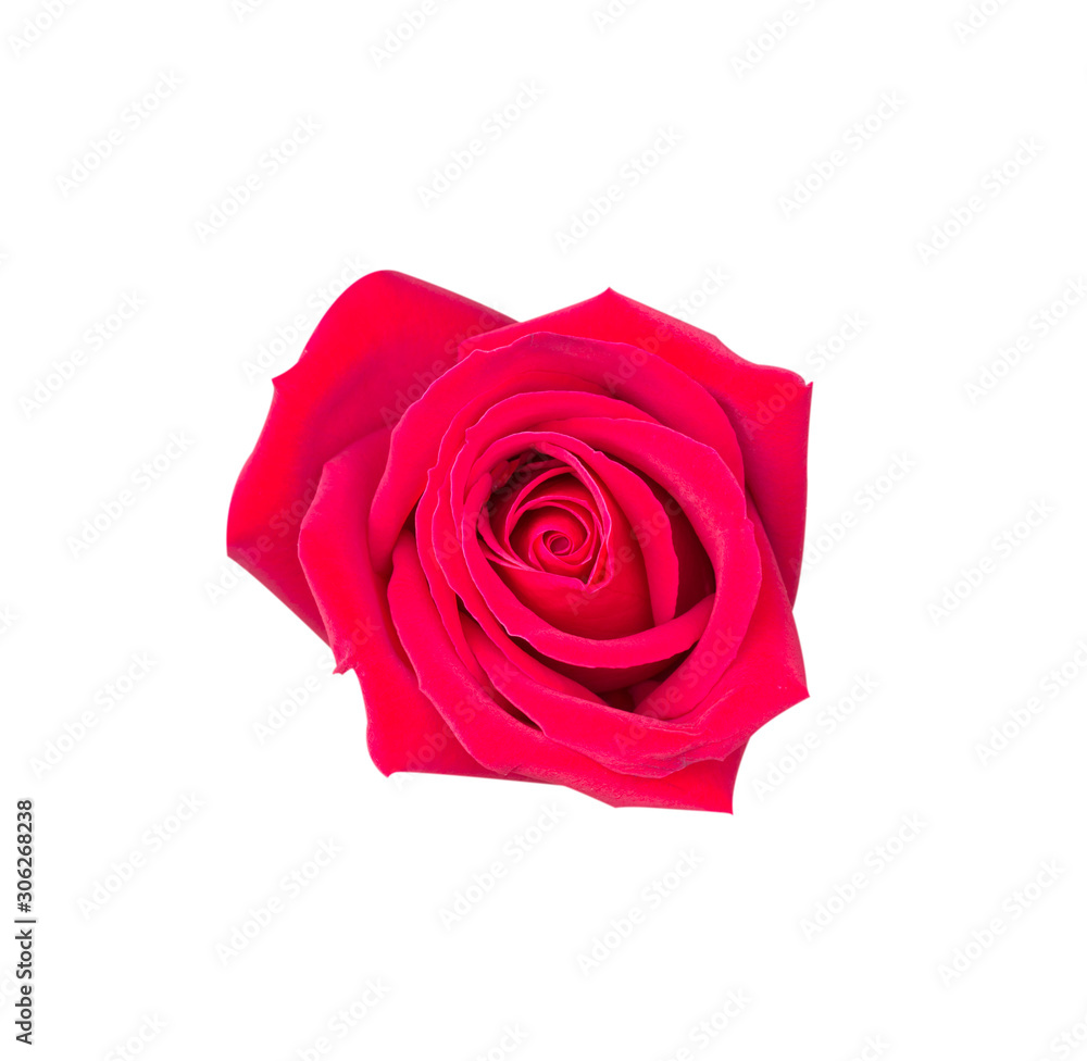 Red rose Red rose