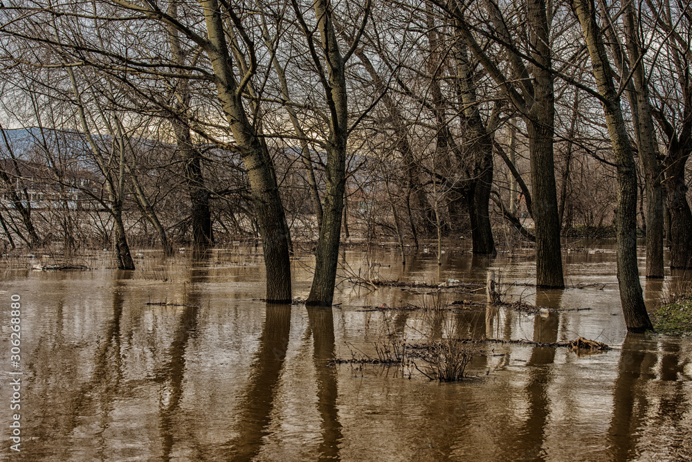 Flooded trees