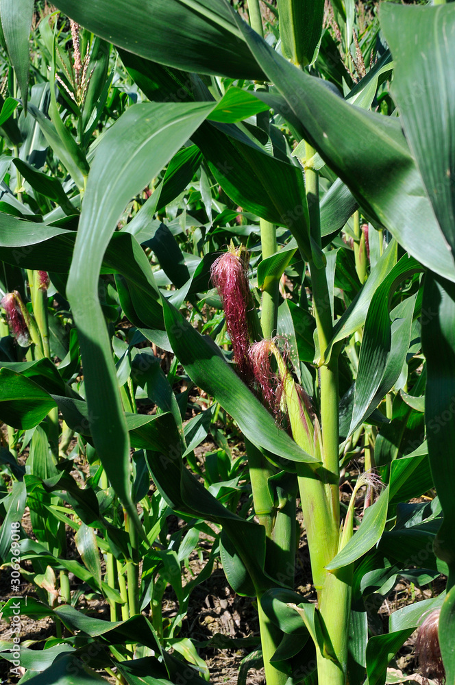 Cornfield Cornfield