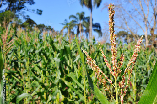 Cornfield