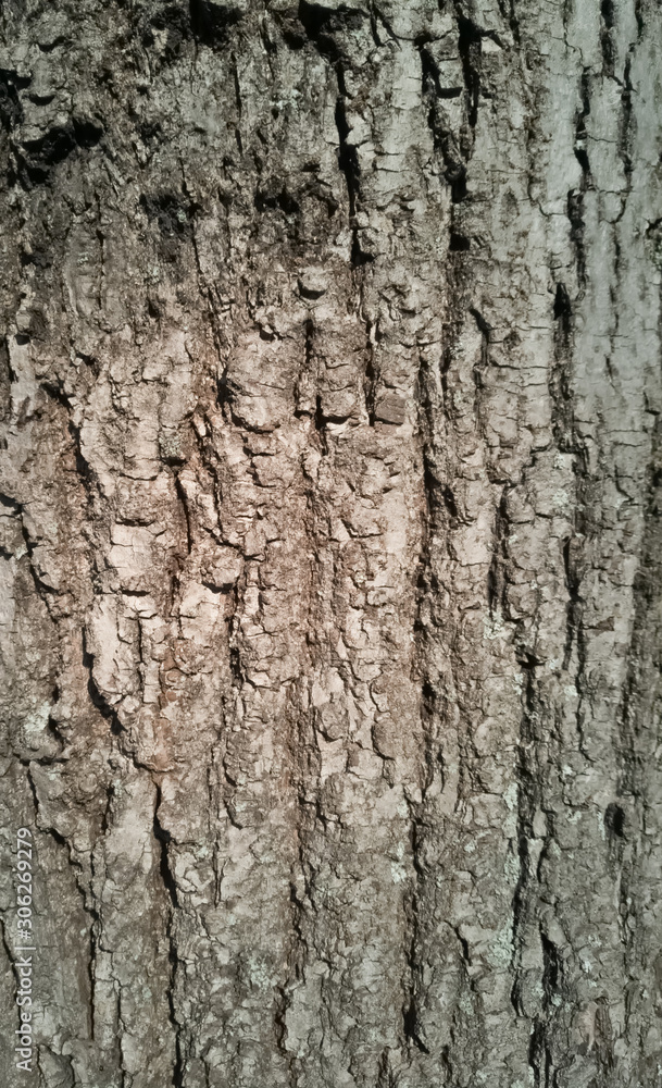 Tree trunk texture background, close up, sunny day Tree trunk texture background, close up, sunny day