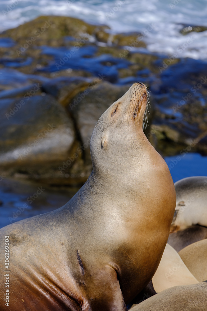 Fototapeta premium Seal Lion Portrait on the coastline and sunbathing on the rocks , La Jolla Cove north of San Diego, California USA,