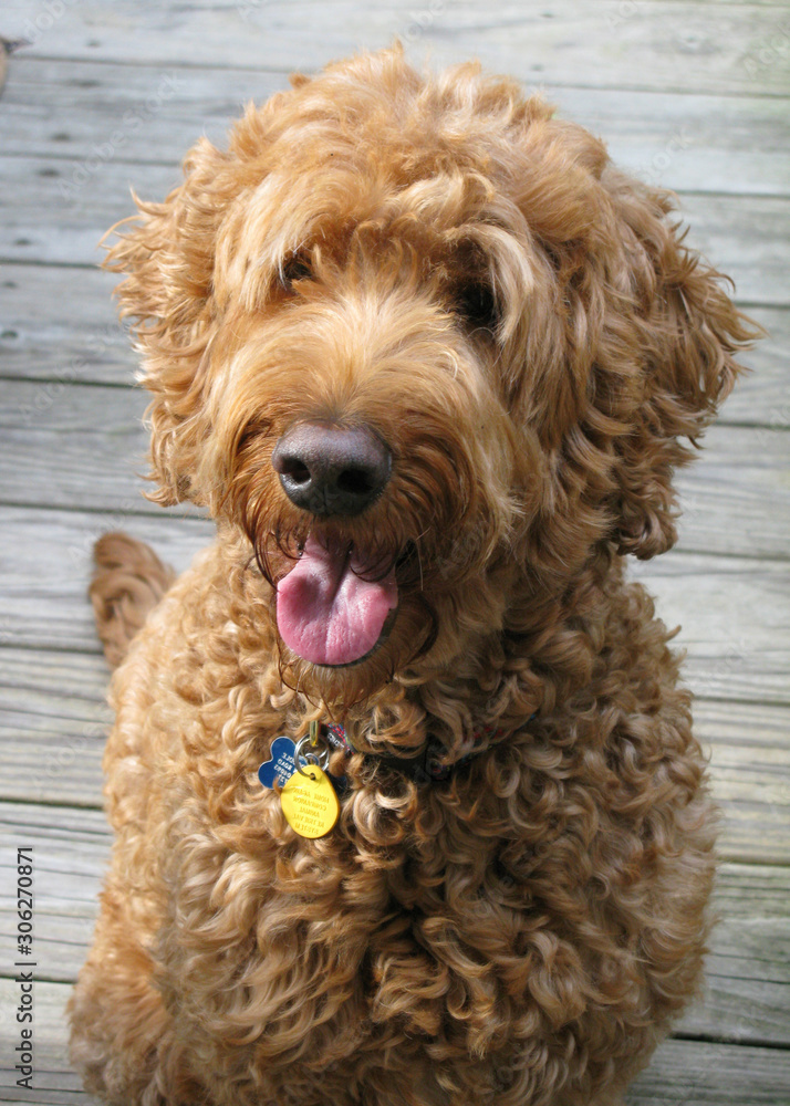 Fototapeta premium Golden doodle dog sitting smilling