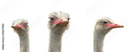 Three ostriches are isolated on a white background. Wild birds patter for design.