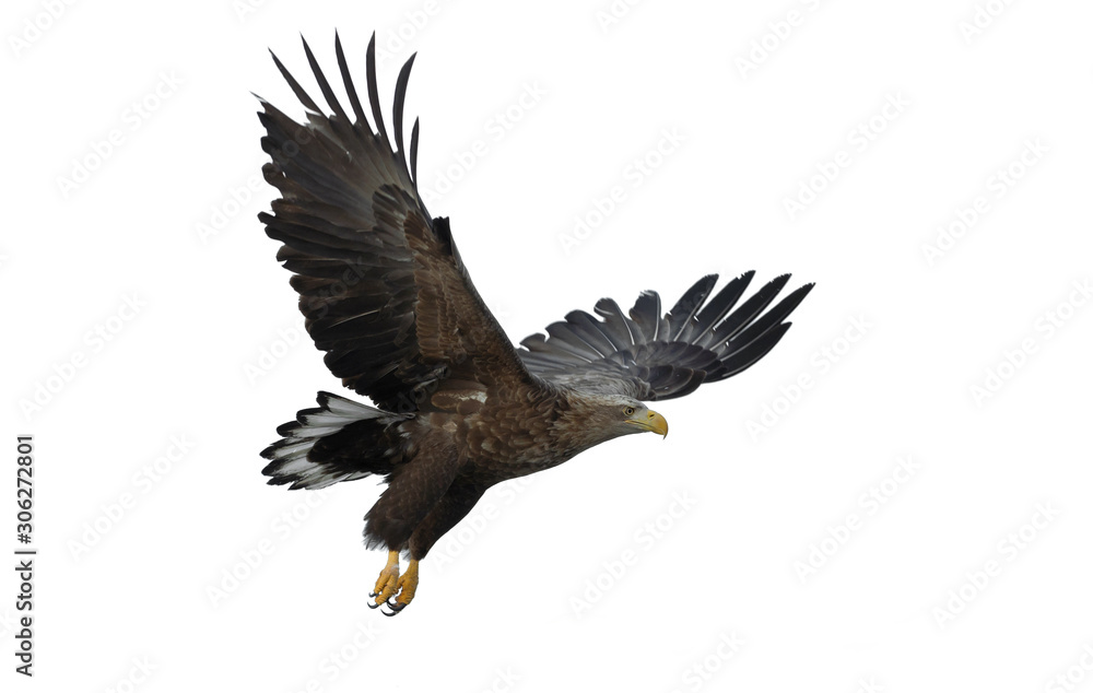 Fototapeta premium Juvenile White-tailed eagle in flight. Isolated on White background. Scientific name: Haliaeetus albicilla, also known as the ern, erne, gray eagle, Eurasian sea eagle and white-tailed sea-eagle.