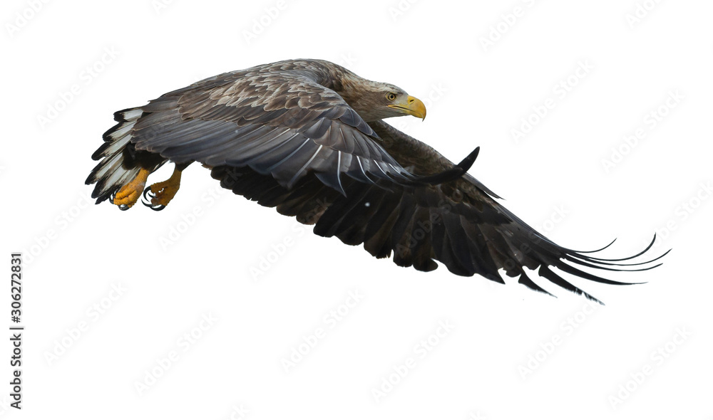Naklejka premium Juvenile White-tailed eagle in flight. Isolated on White background. Scientific name: Haliaeetus albicilla, also known as the ern, erne, gray eagle, Eurasian sea eagle and white-tailed sea-eagle.