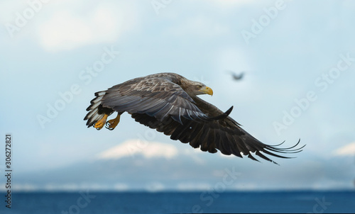 Slika na platnu Juvenile White-tailed eagle in flight