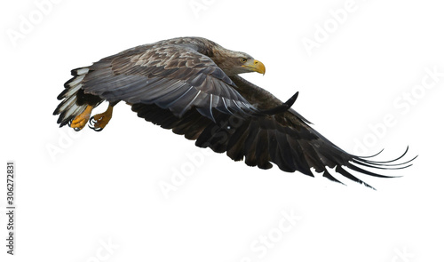 Juvenile White-tailed eagle in flight. Isolated on White background. Scientific name: Haliaeetus albicilla, also known as the ern, erne, gray eagle, Eurasian sea eagle and white-tailed sea-eagle.