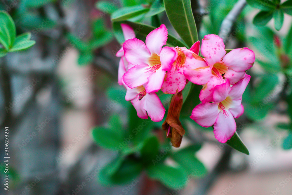 Desert Rose-Impala Lily- Mock Azalea Pink flowers of pink azalea that has both blooming and buds at the top of the azalea branch. Desert Rose-Impala Lily- Mock Azalea Pink flowers of pink azalea that has both blooming and buds at the top of the azalea branch.