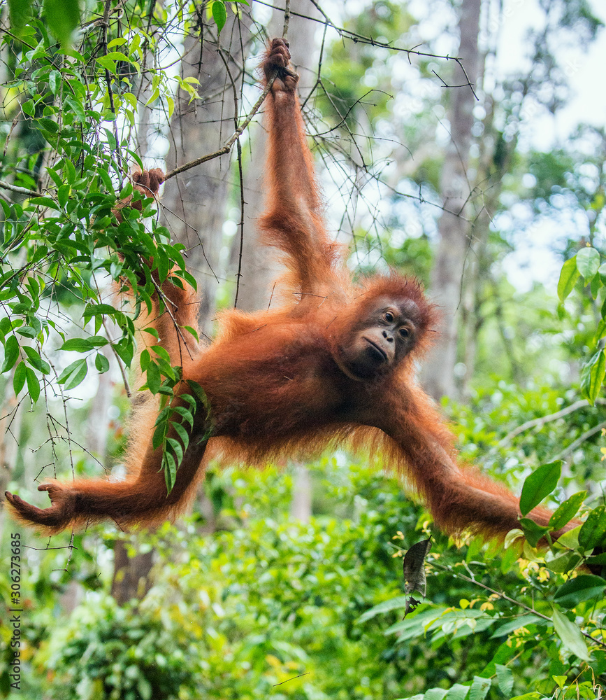 Obraz premium Young male of Bornean Orangutan on the tree in a natural habitat. Bornean orangutan (Pongo pygmaeus wurmbii) in the wild nature. Rainforest of Island Borneo. Indonesia.